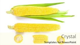  Presentation with corn cobs - PPT theme with fresh corn cobs isolated on white background and a blonde colored foreground