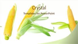  Presentation with corn cobs - Beautiful slide set featuring fresh corn cobs on white backdrop and a cream colored foreground