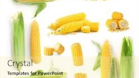  Presentation with corn cobs - Cool new PPT theme with fresh corn cobs on white background backdrop and a blonde colored foreground