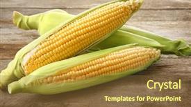  Presentation with corn cob - PPT layouts with fresh corn cobs on wooden background and a  colored foreground
