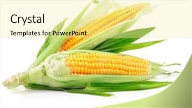  Presentation with green leaves - Audience pleasing slides consisting of fresh corn fruits with green backdrop and a blonde colored foreground