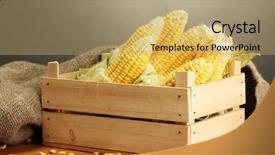  Presentation with grain corn - Slides enhanced with fresh corn in box background and a coral colored foreground