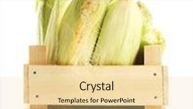  Presentation with corn - PPT theme consisting of fresh corn in wooden box isolated on white background and a blonde colored foreground