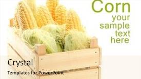  Presentation with corn - Amazing slide deck having fresh corn in wooden box isolated on white backdrop and a lemonade colored foreground