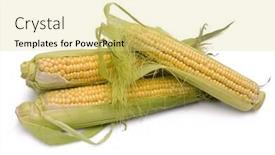  Presentation with corn - Beautiful slide deck featuring fresh-corn-isolated-on-white backdrop and a yellow colored foreground