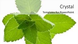  Presentation with corn - Colorful PPT theme enhanced with fresh corn mint mentha arvensis isolated on white backdrop and a white colored foreground