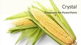  Presentation with corn cobs - Amazing slide deck having fresh corn on cobs isolated backdrop and a  colored foreground