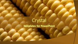  Presentation with corn cobs - Beautiful slides featuring fresh-corn-on-cobs-top backdrop and a tawny brown colored foreground