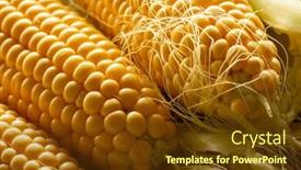  Presentation with corn cobs - Theme with fresh-corn-on-cobs-top background and a tawny brown colored foreground