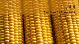  Presentation with corn cobs - Slide set consisting of fresh-corn-on-cobs-top background and a gold colored foreground
