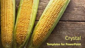  Presentation with corn cobs - Colorful PPT layouts enhanced with fresh-corn-on-cobs backdrop and a tawny brown colored foreground