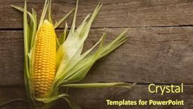  Presentation with corn - Audience pleasing presentation theme consisting of fresh-corn-on-cobs backdrop and a tawny brown colored foreground