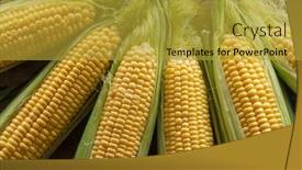  Presentation with corn cobs - Colorful theme enhanced with fresh-corn-on-cobs backdrop and a gold colored foreground