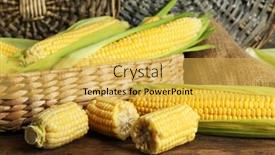  Presentation with corn cobs - Cool new theme with fresh corn on cobs in wicker basket on wooden table closeup backdrop and a yellow colored foreground