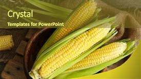  Presentation with corn - Slide deck with fresh corn on cobs background and a tawny brown colored foreground