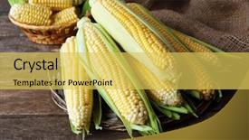  Presentation with corn cobs - Cool new theme with fresh corn on cobs on wicker mat on wooden table closeup backdrop and a yellow colored foreground