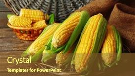  Presentation with corn cobs - Beautiful slides featuring fresh corn on cobs on wicker mat on wooden table closeup backdrop and a tawny brown colored foreground