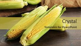  Presentation with corn cobs - Presentation theme featuring fresh corn on cobs background and a yellow colored foreground