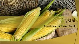  Presentation with corn cobs - Amazing theme having fresh corn on cobs in wicker basket closeup backdrop and a gold colored foreground