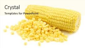  Presentation with corn cob - Audience pleasing presentation design consisting of fresh corn on the cob backdrop and a  colored foreground