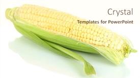  Presentation with corn - Slide deck having fresh-corn-vegetable-isolated background and a cream colored foreground