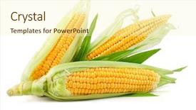  Presentation with green-leaves - Presentation theme consisting of fresh corn vegetable with green background and a cream colored foreground