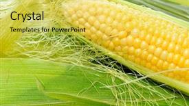  Presentation with green leaves - Slide deck featuring fresh corn vegetable with green leaves background and a yellow colored foreground