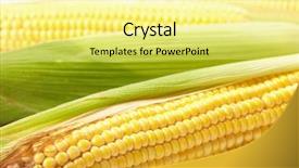  Presentation with corn cob - Beautiful presentation featuring fresh corn vegetable backdrop and a  colored foreground