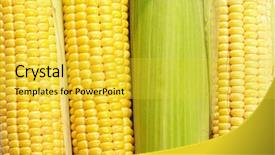  Presentation with corn plant - Theme featuring fresh corn vegetable background and a yellow colored foreground