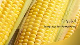  Presentation with corn plant - PPT layouts with fresh corn vegetable background and a yellow colored foreground