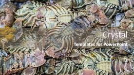  Presentation with crabs - Presentation enhanced with fresh-crabs-on-open-fish background and a gray colored foreground
