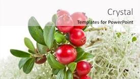  Presentation with lichen - Presentation theme with fresh-cranberries-in-northern-reindeer background and a white colored foreground
