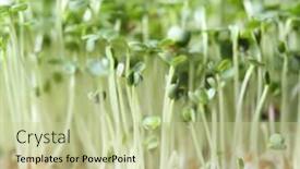  Presentation with pile of fresh cassava - Slides consisting of fresh-cress-close-up background and a mint green colored foreground