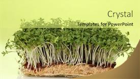  Presentation with salad - Cool new PPT layouts with fresh-cress-salad-on-green backdrop and a blonde colored foreground
