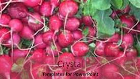  Presentation with crisp - Slide deck enhanced with fresh-crisp-red-raddishes background and a red colored foreground