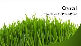  Presentation with green glass - PPT theme enhanced with fresh cut grass - green glass isolated background and a  colored foreground