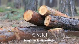  Presentation with pine forest - Slide set having fresh cut pine wooden logs in forest background and a violet colored foreground