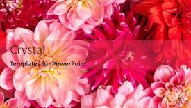  Presentation with dahlia - Beautiful PPT layouts featuring fresh-dahlia-background-top-view backdrop and a red colored foreground
