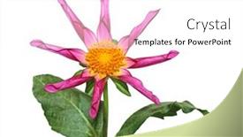  Presentation with dahlia - 