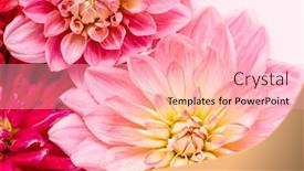  Presentation with dahlia - Cool new presentation theme with fresh-dahlia-on-pink-background backdrop and a lemonade colored foreground