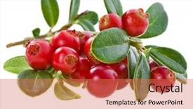  Presentation with cranberry juice - Amazing presentation design having fresh delicious cowberry cranberry bush backdrop and a coral colored foreground