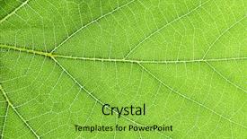  Presentation with pistachio texture nuts green fresh - Audience pleasing presentation consisting of fresh dreen leaf texture macro close-up backdrop and a yellow colored foreground