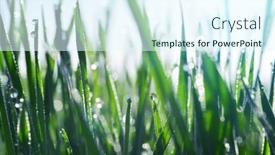  Presentation with spring nature grass - Audience pleasing PPT theme consisting of fresh-drops-transparent-water backdrop and a sky blue colored foreground