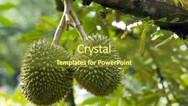  Presentation with durian - Slide set with virus - botnet in the form background and a gray colored foreground