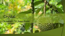  Presentation with durian - Amazing PPT layouts having fresh durian in the orchard backdrop and a gold colored foreground
