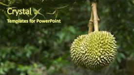  Presentation with durian - Slide set having fresh durian in the orchard background and a tawny brown colored foreground