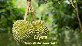  Presentation with durian - Amazing theme having fresh durian in the orchard backdrop and a  colored foreground