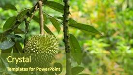  Presentation with durian - Presentation theme with fresh durian in the orchard background and a  colored foreground