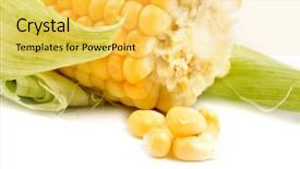  Presentation with ear - Presentation design having fresh ear of corn close background and a yellow colored foreground