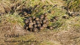  Presentation with how do i sign in - Theme enhanced with fresh elk shit a sign background and a coral colored foreground